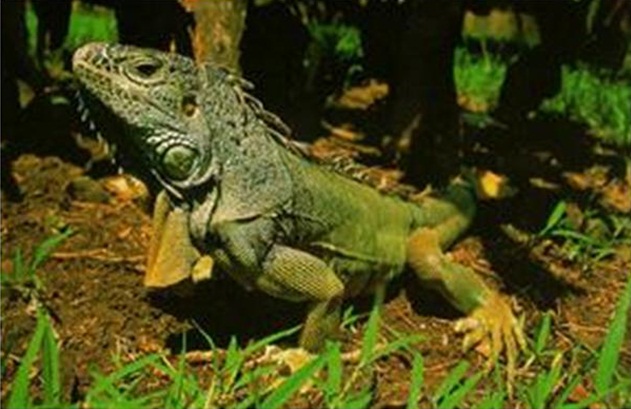 Iguana Verde en la costa de Oaxaca